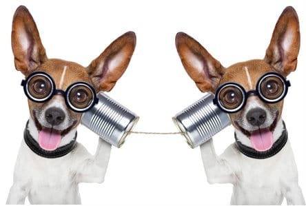 dogs on a conference call